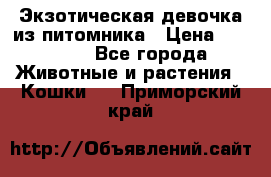 Экзотическая девочка из питомника › Цена ­ 25 000 - Все города Животные и растения » Кошки   . Приморский край